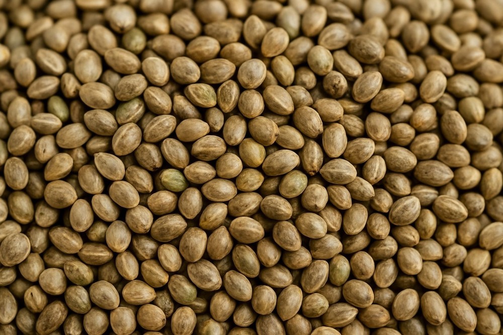 Organic Hemp Seeds
