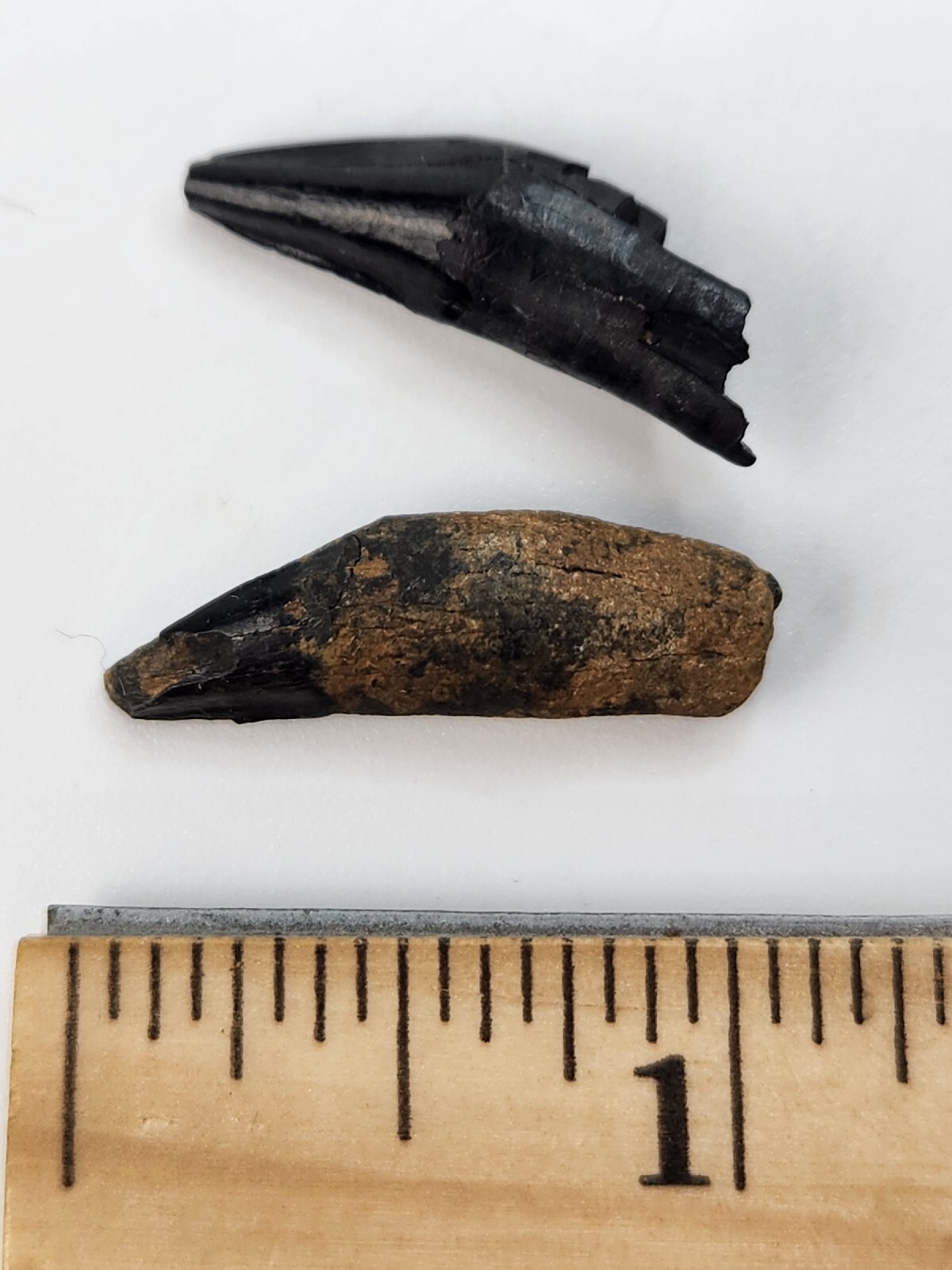 Raccoon Rooted Upper Canine Tooth Fossil - Florida Pleistocene - 1 Per Purchase