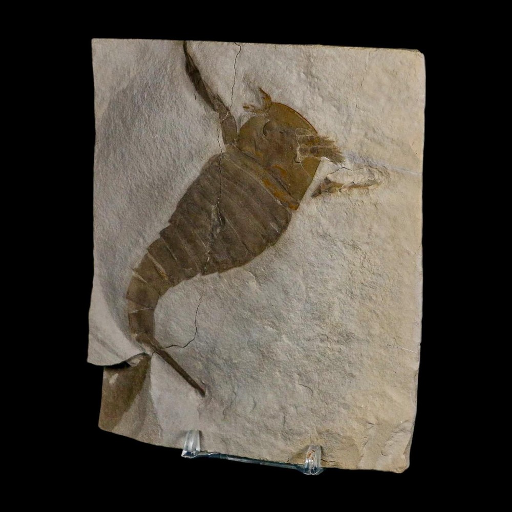 4.2" Eurypterus Sea Scorpion Fossil Eurypterid Silurian 420 Mil Yrs Old New York