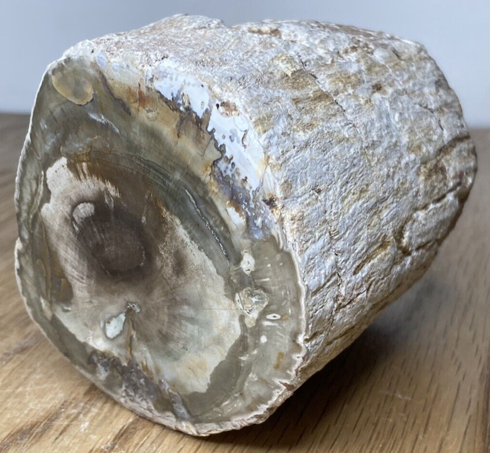 Fossil Specimen, Silicified Tree Branch Section, USA, 90mm