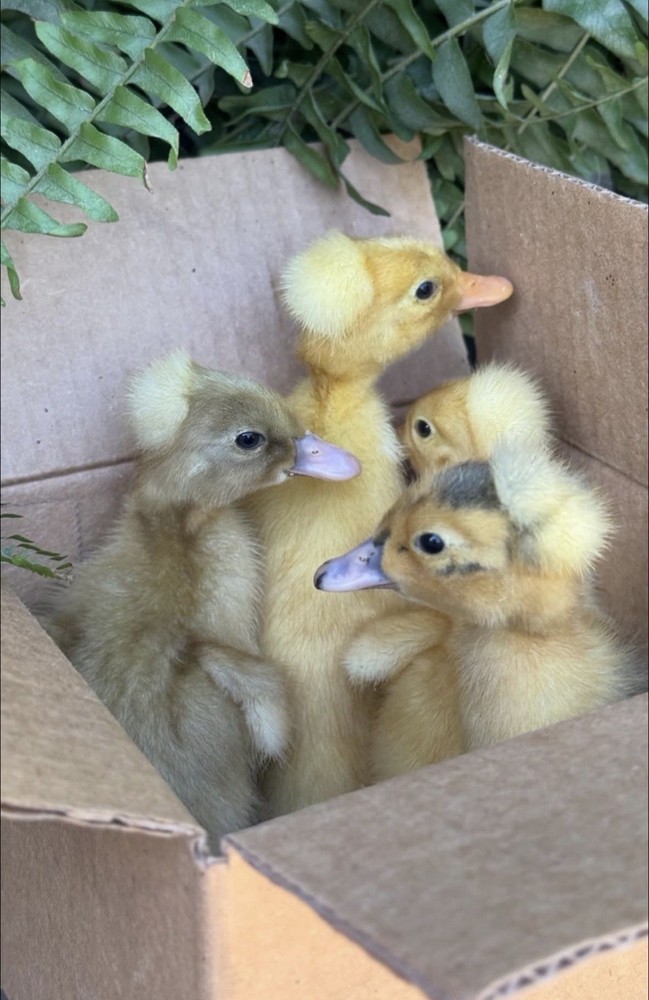🥚 14 Crested Duck Fertile Hatching Eggs 🥚