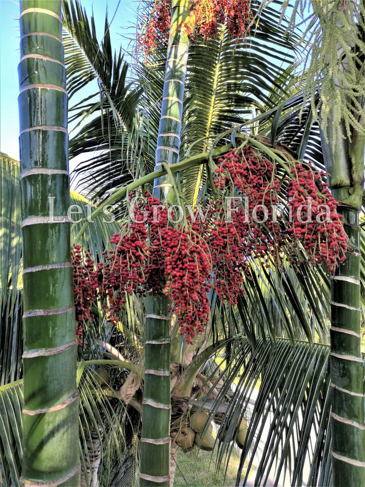 Chrysalidocarpus / Dypsis pembana Clustering Palm Tree