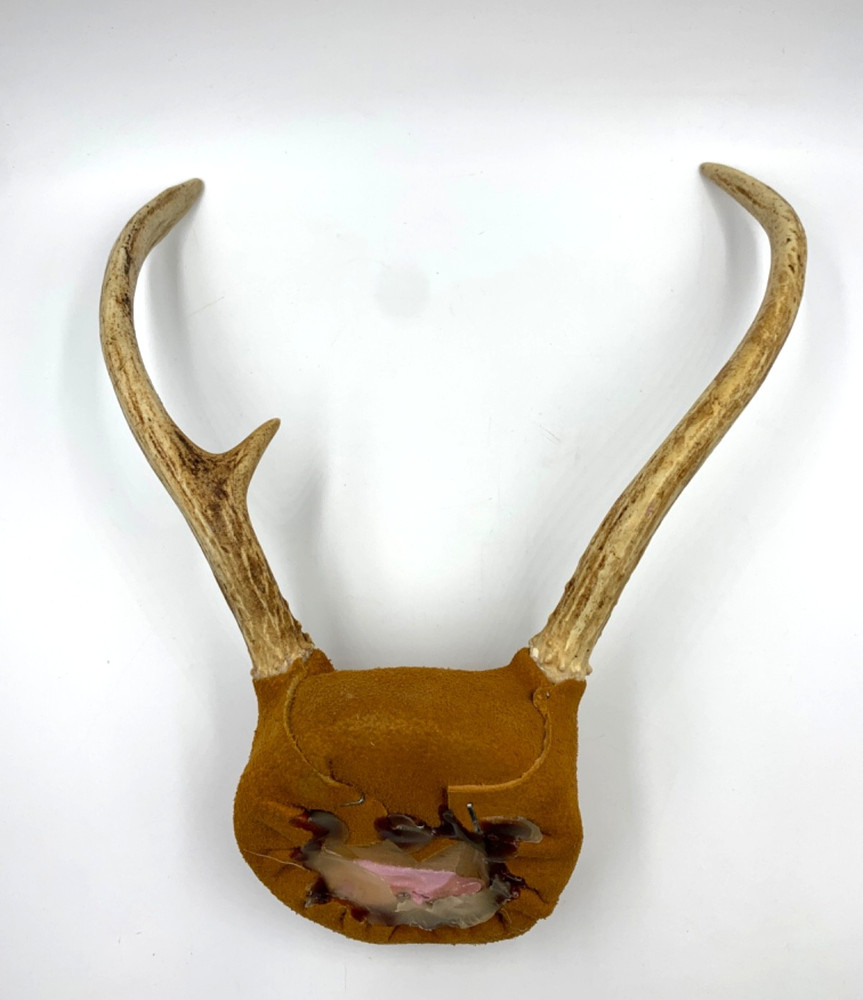 Mounted White-Tail Deer Antlers