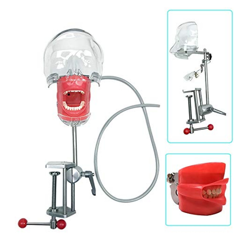 Dental Head Model Simulator Phantom Dentist Teaching Head Model 28pcs Teeth USA