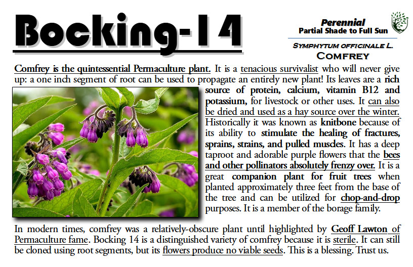 Bocking 14 Comfrey: Sterile, Non-Spreading, Non-Invasive (1 Gallon)