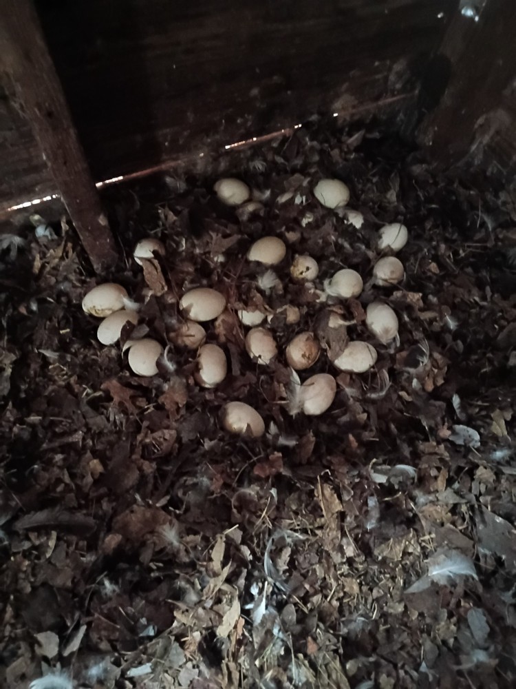 4 Potentially Fertilized Duck Eggs