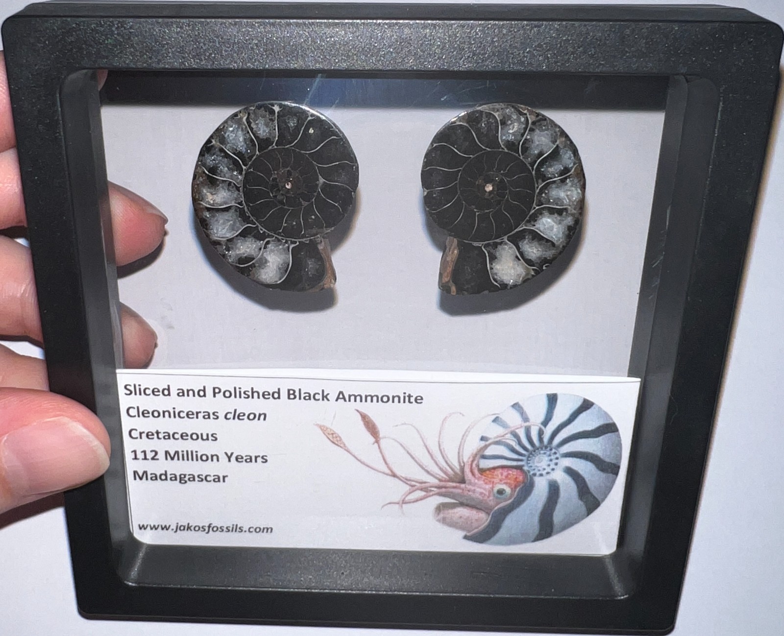 SUPER RARE Sliced Framed BLACK AMMONITE Lot Dinosaur Era Fossil One Per Order