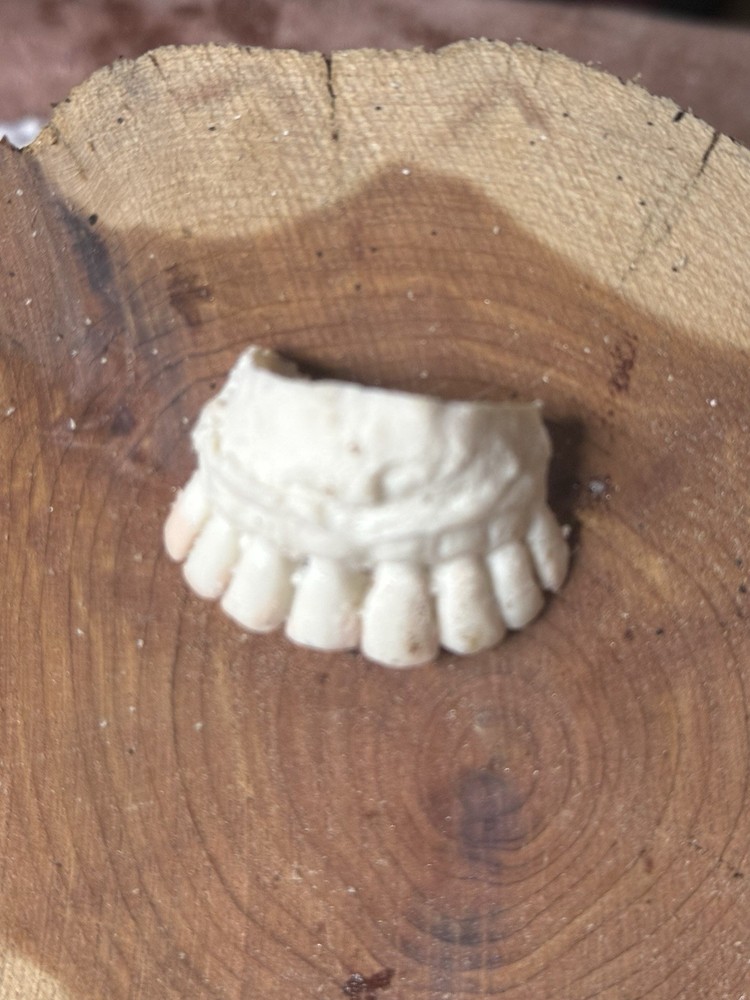 MULE DEER BUCK CAST TEETH EXCEPTIONAL QUALITY