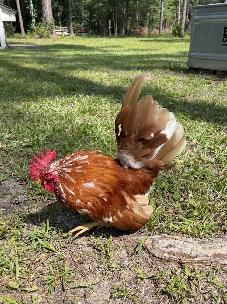 9 Serama Hatching eggs - Mixed Bloodlines