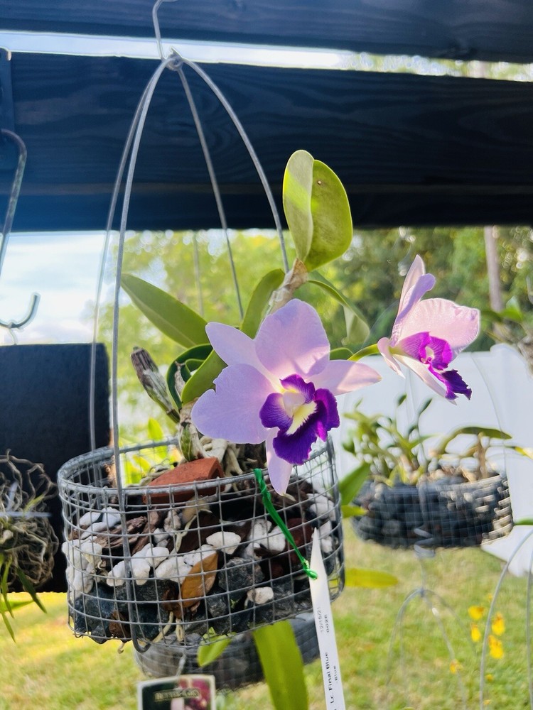 Orchids hanging baskets
