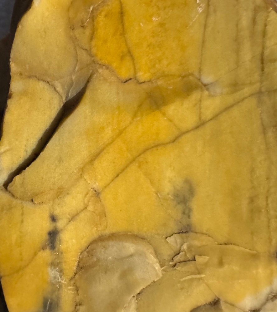 Petrified Wood