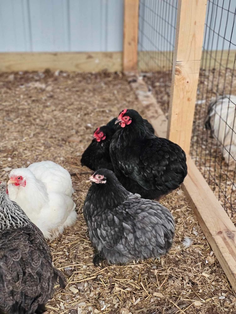 ONE DOZEN Bantam Cochin Hatching Eggs – FLUFFY SHOW LINES