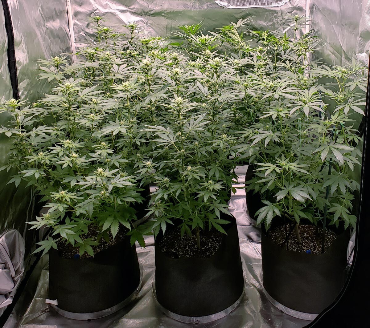 FoxFarm Cultivation Nation Flower & Veggie For Soil 150g Each MAKES 147 GALLONS