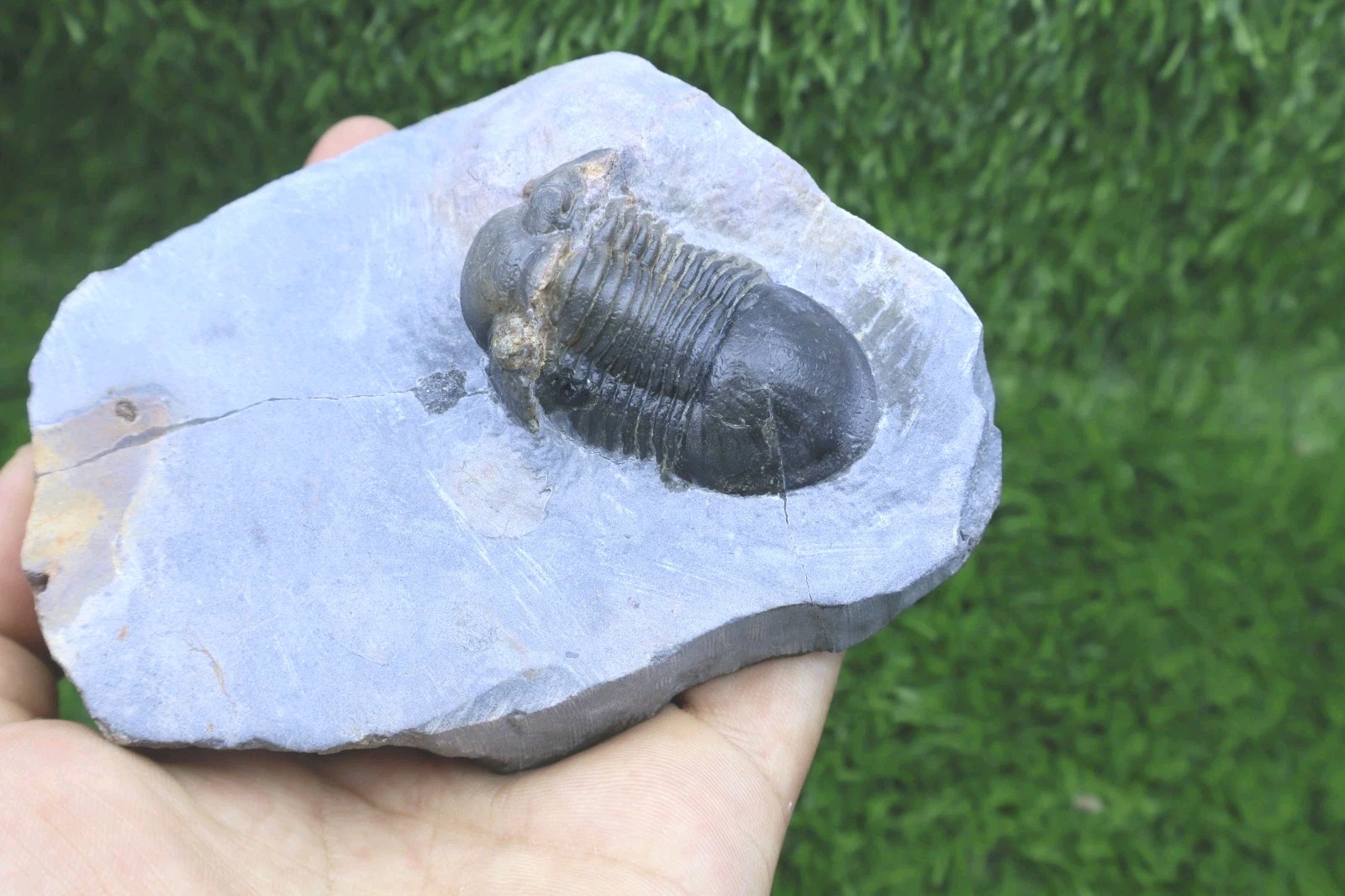Trilobite Paralejurus trilobite fossil Devonian trilobite from Moroccan Fossil