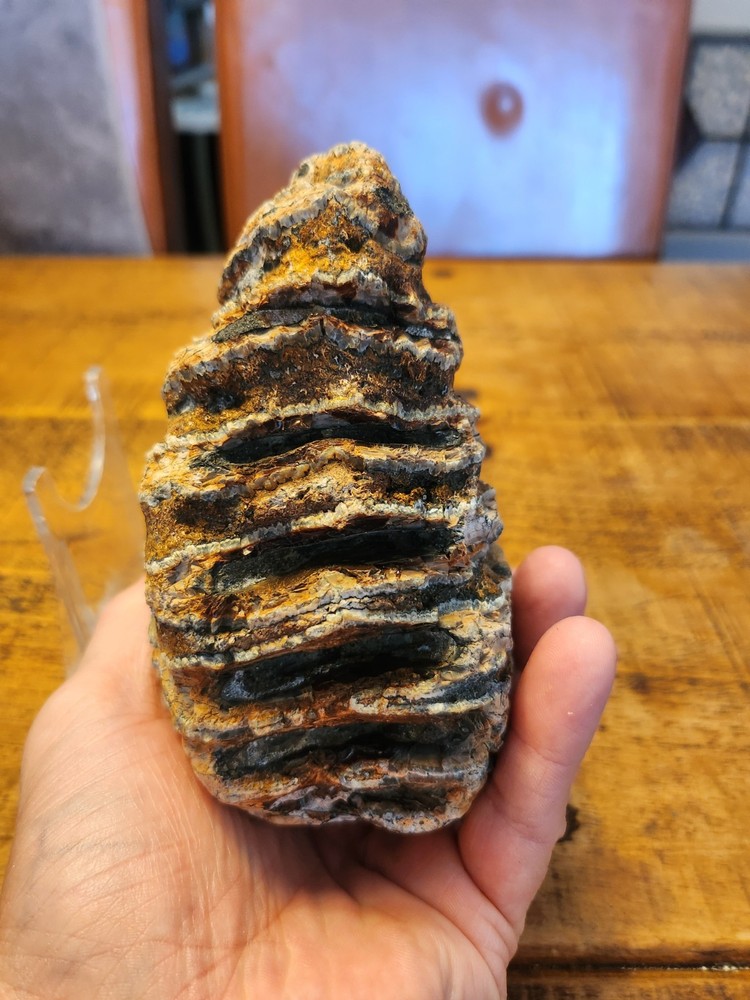 Fossilised tooth found in Happisbugh