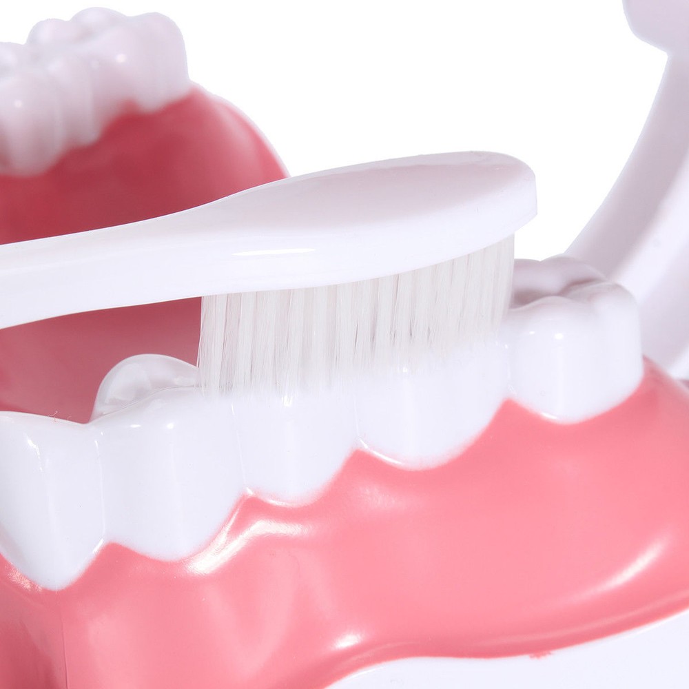 Dental 28 Teeth Teaching Study Typodont Demonstration Model Toothbrush Removable