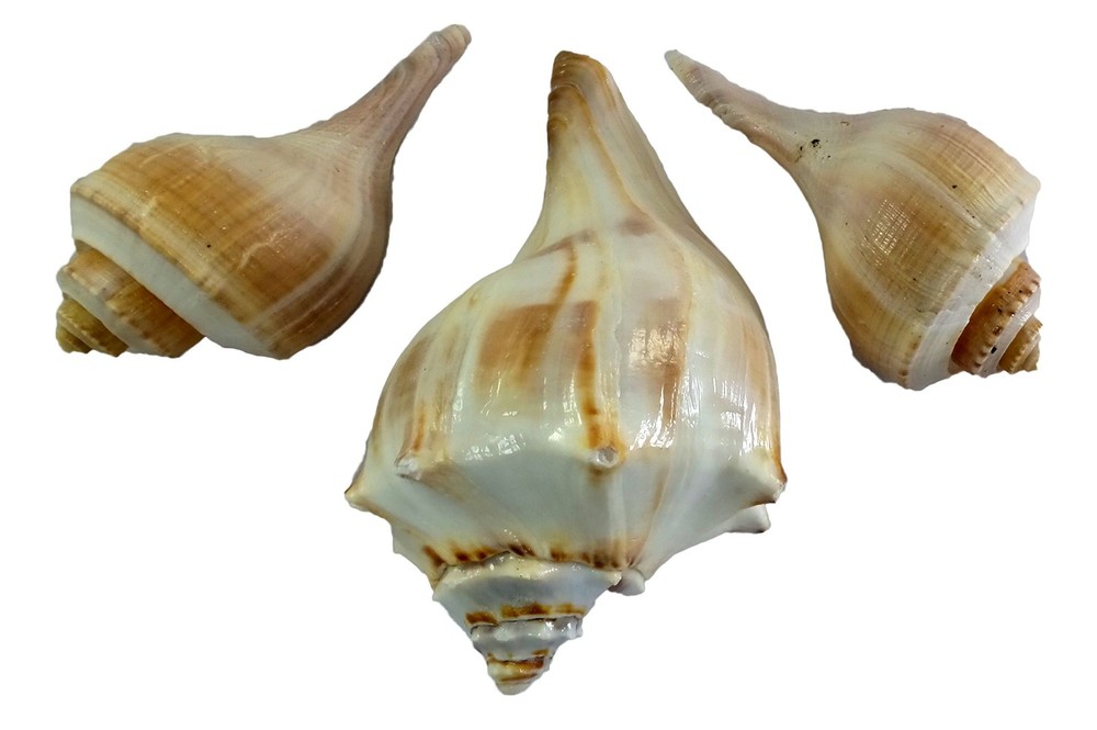 US Shell, 3 Piece Whelk Sea Shell Assortment