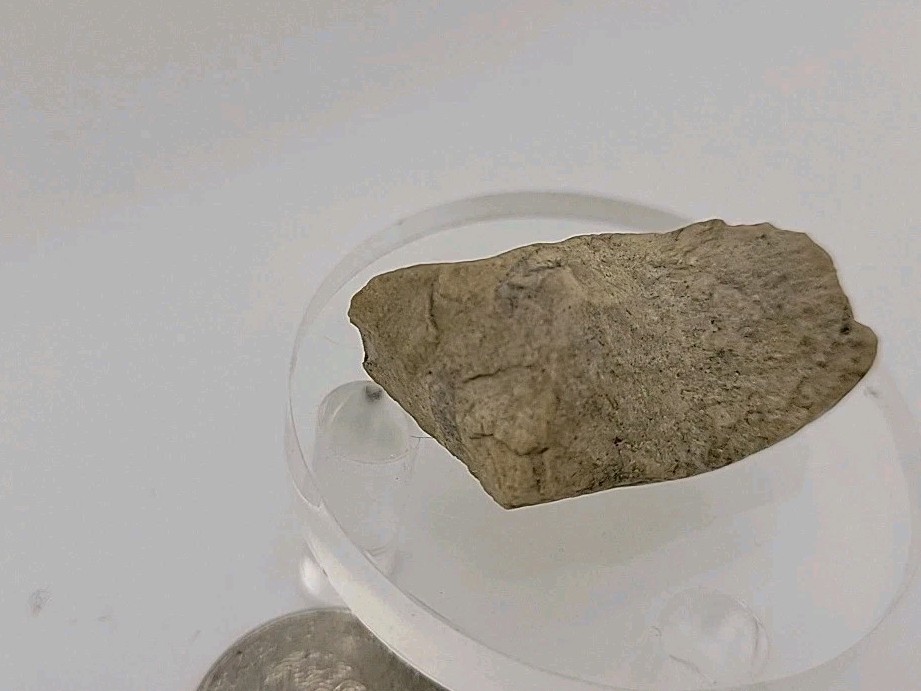 Fossil Dinosaur Permineralized Tooth T-rex 🦖