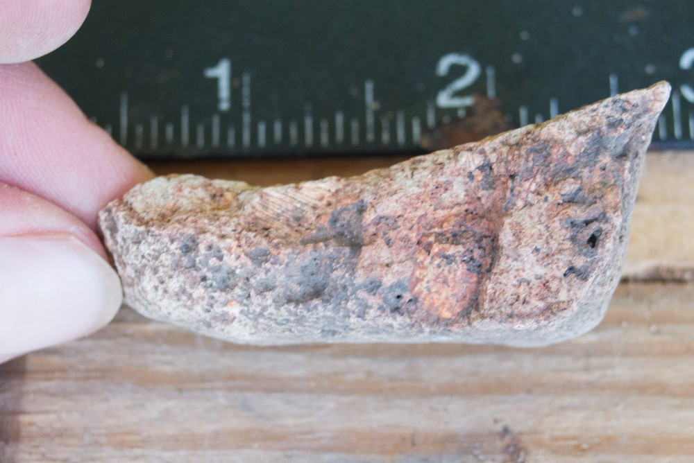 NE Oklahoma Fossil