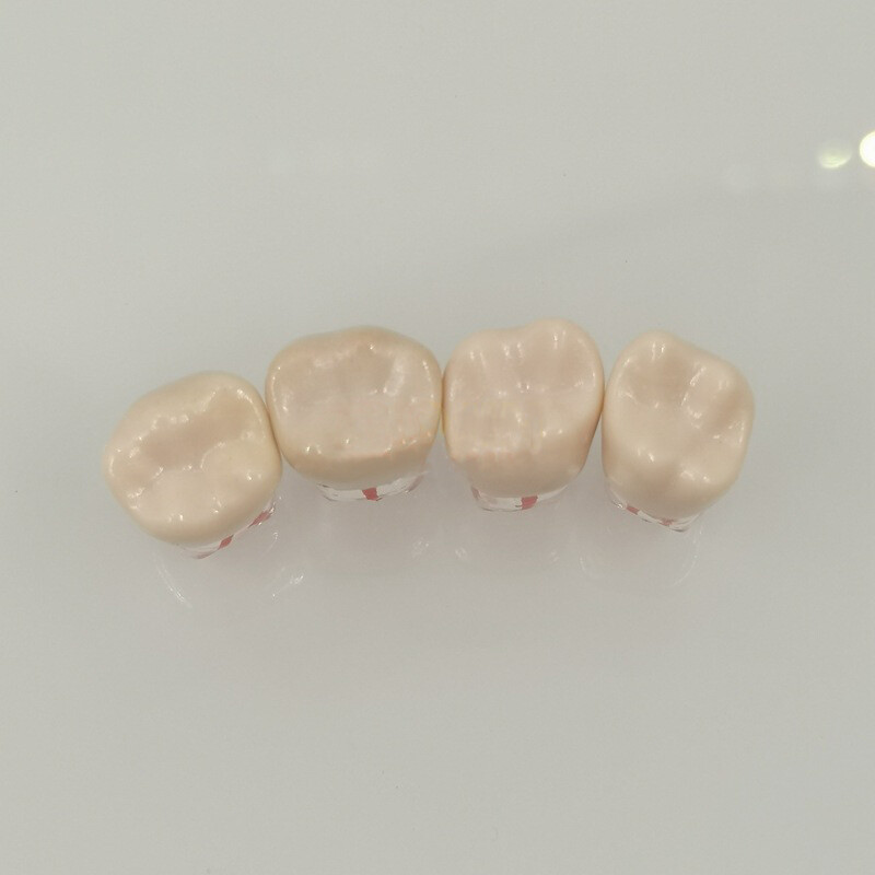 10pc Dental Clear Root Canal Teeth Study Practice Model Endodontic Pulp File #36