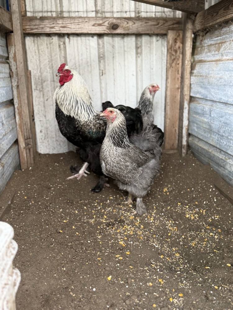 6+ Dark Brahma Hatching eggs! NPIP