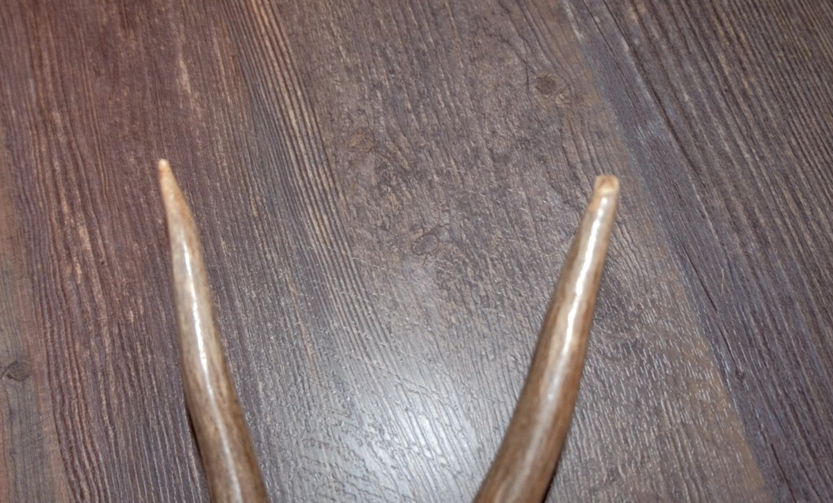 Nice Set Mule Deer Antlers Sheds Taxidermy Mount Cabin Decor Buck Horns