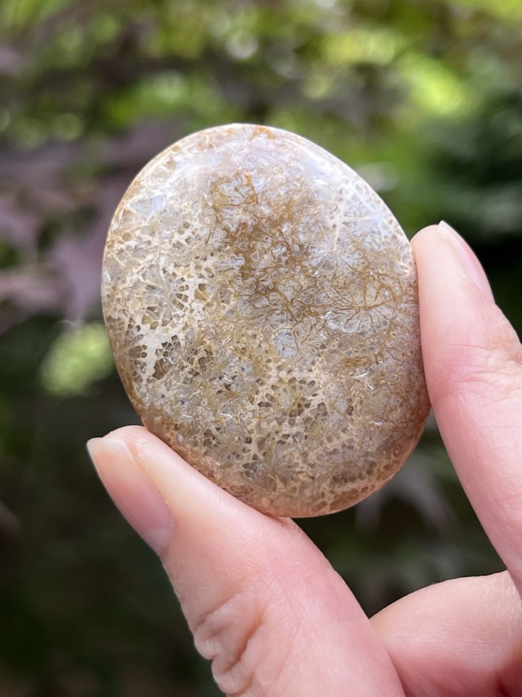 Fossilized Coral Crystal Palmstone AAA+ 37