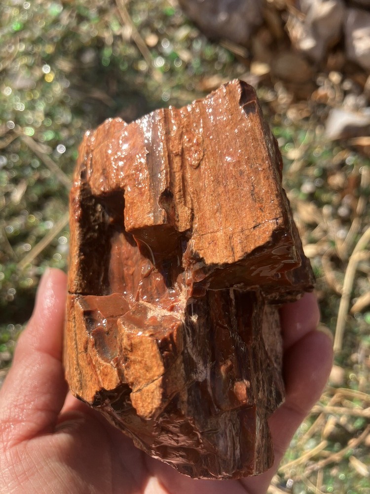 Arizona Petrified Wood