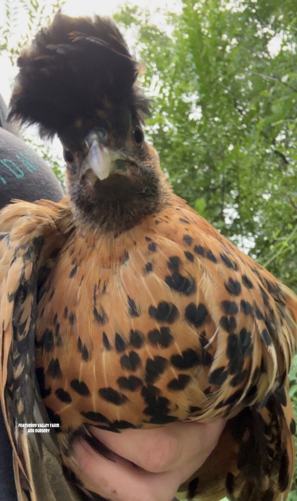 6 Golden Appenzeller Spitz - Hatching Eggs - NPIP