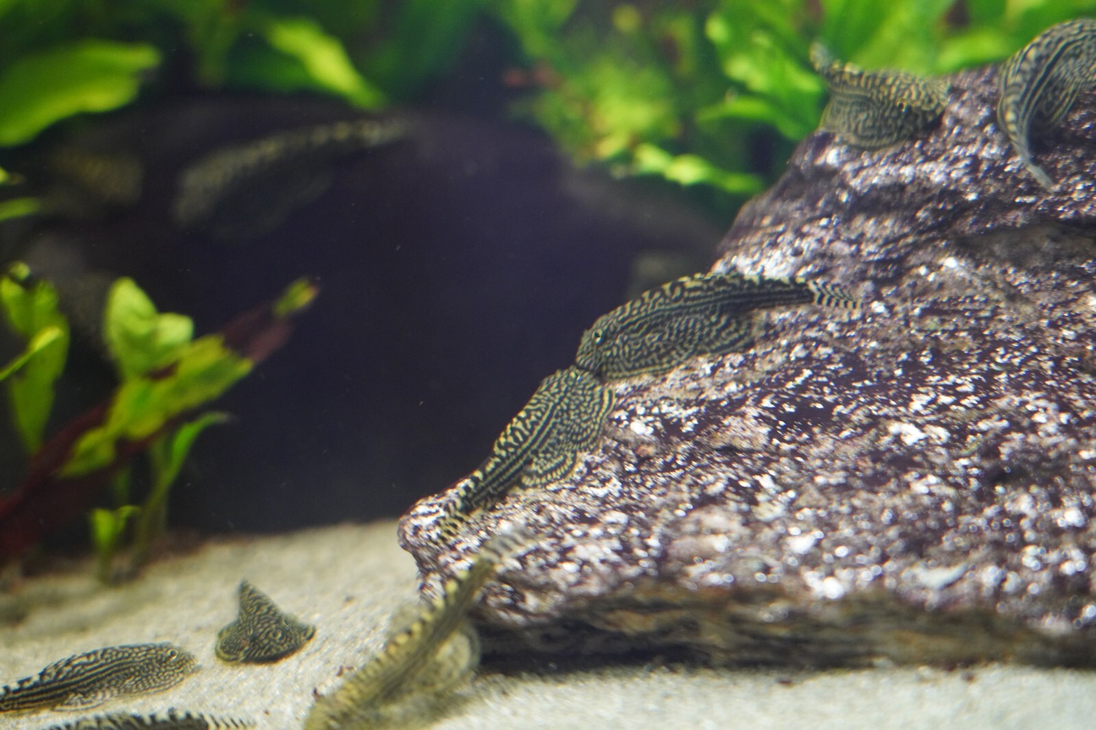 PACK OF 10 - Striped Butterfly Reticulated Tiger Hillstream Loach Algae Eater