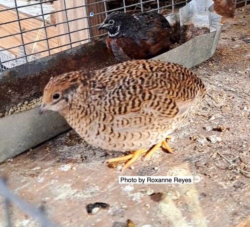 20 BLue Face Only BUTTON QUAIL EGGS These ship USPS PRIORITY READ ALL