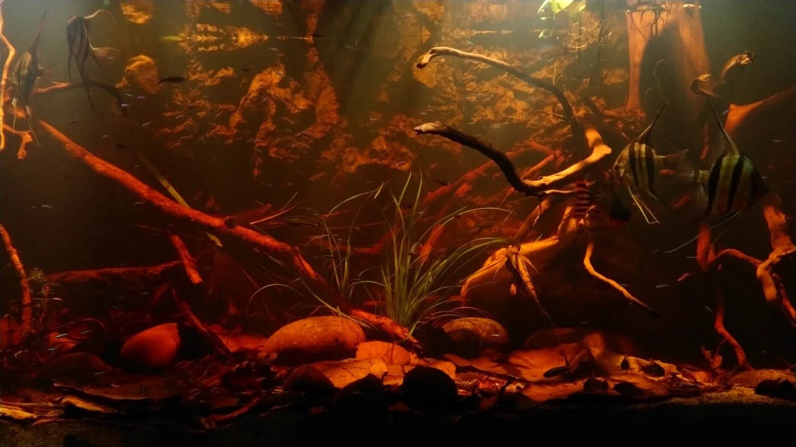 Indian Almond Leaves Alder Cones Mineral Balls Cholla Wood Package For Aquarium