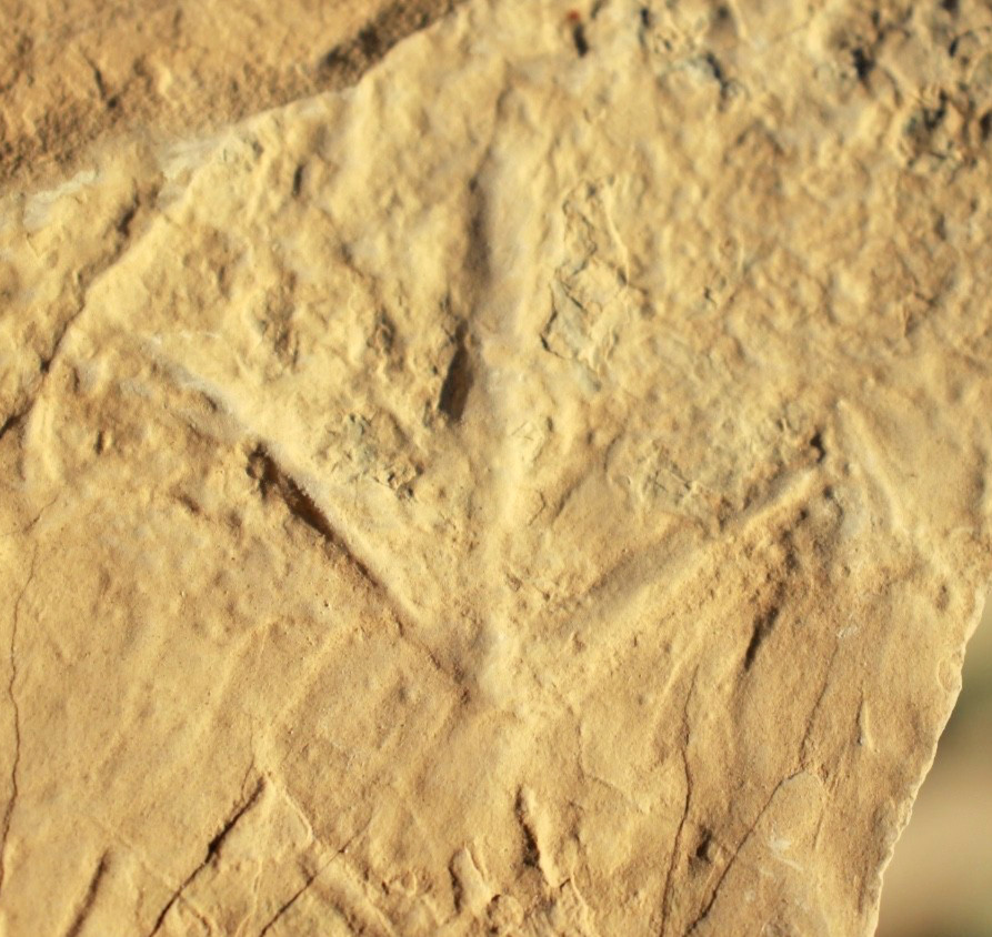 Two (2) Small Bird Tracks in Trample Zone aka Bird Disco