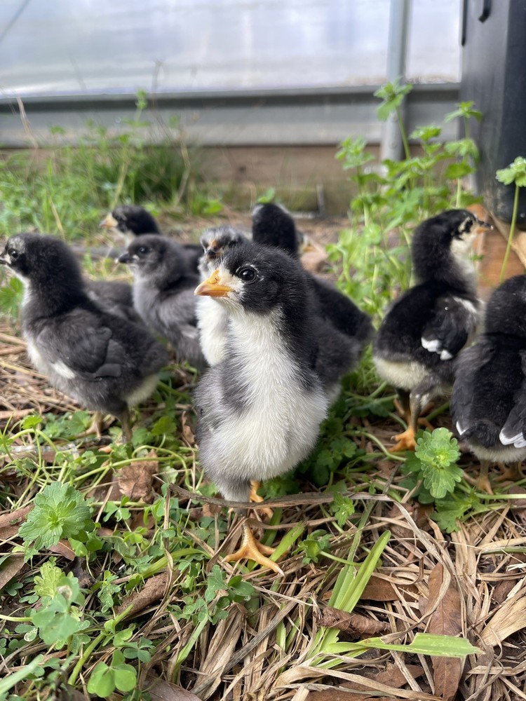 NPIP Certified Australorp Hatching Eggs 12+ 2