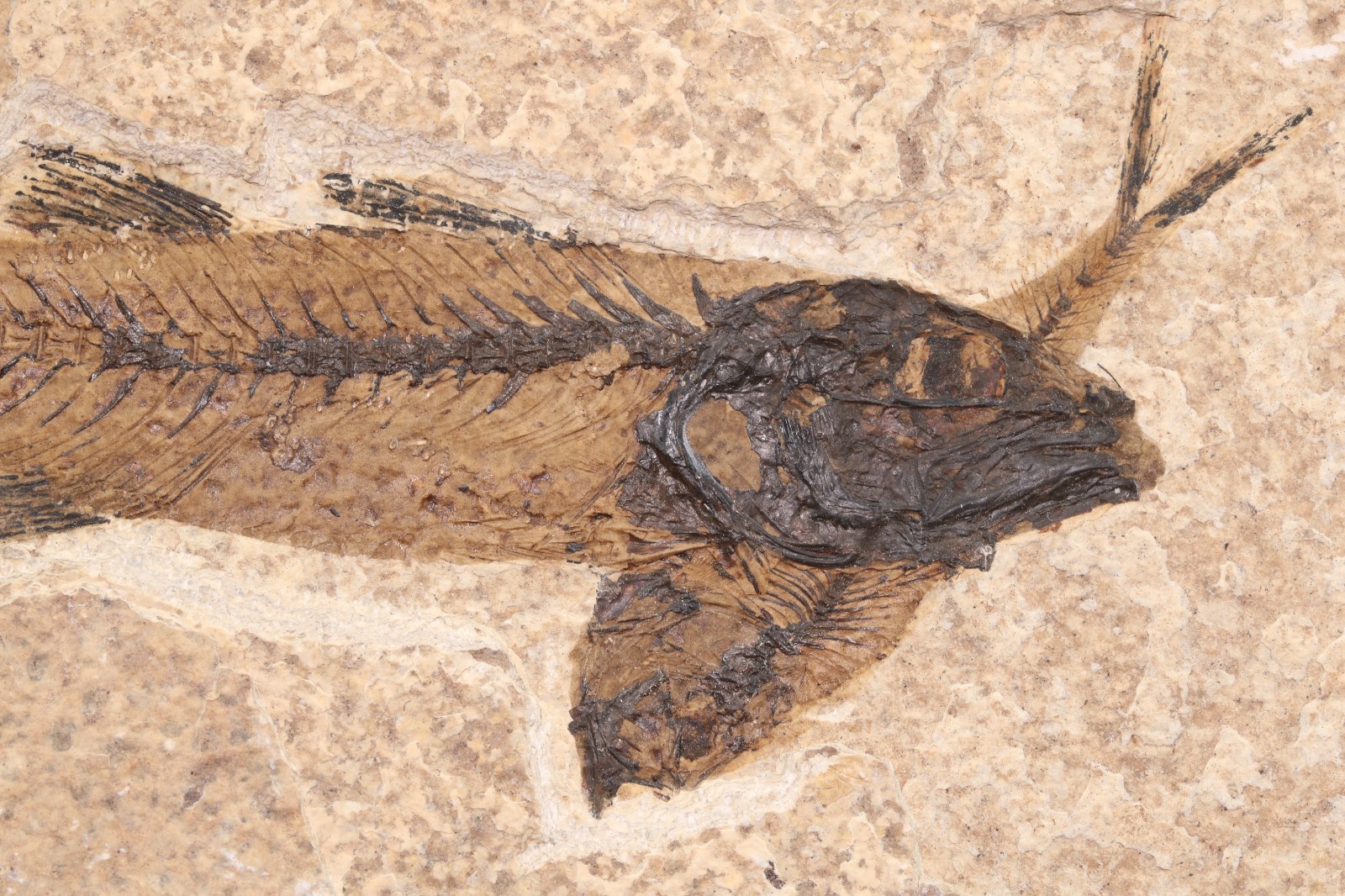 4.5" Mioplosus Fossil Fish Fossil Lake Green River Fm Wyoming WY COA 11898