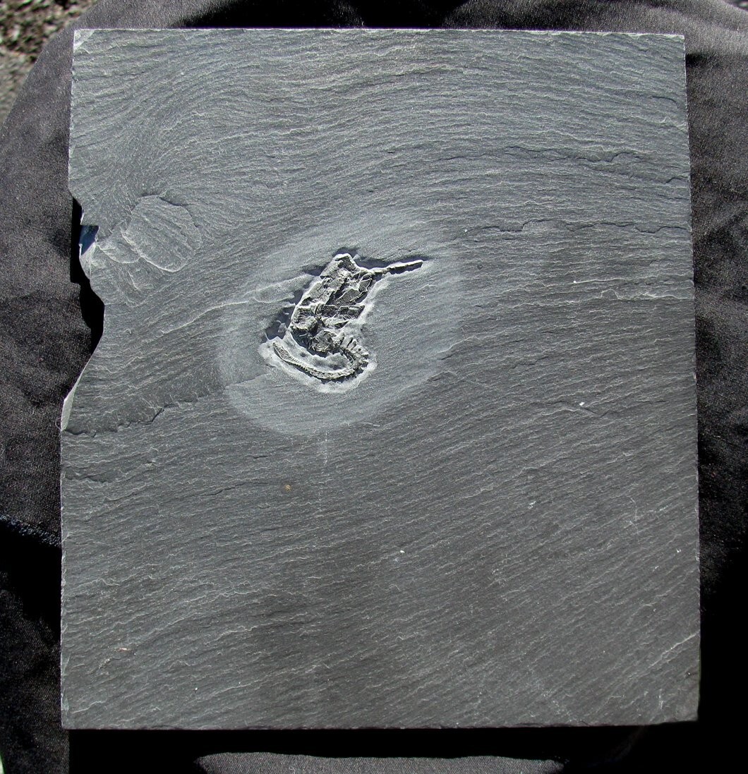 RARE, DETAILED DEVONIAN RHENOCYSTIS CARPOID FOSSIL FROM GERMANY - BUNDENBACH!