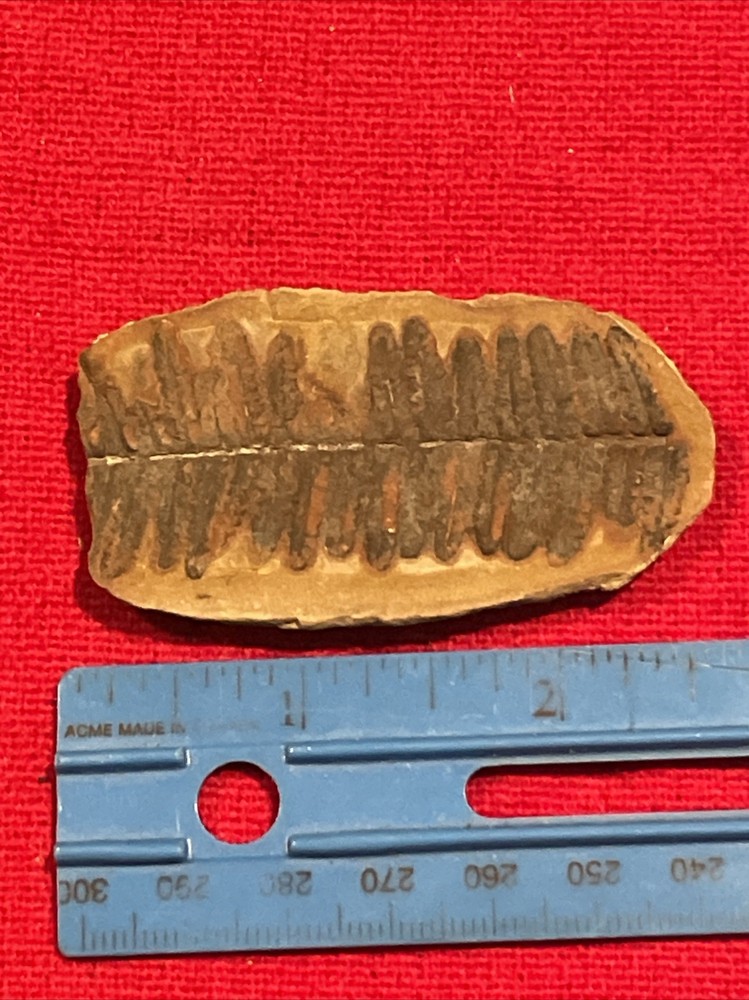 prehistoric Sea animals, Fossilized