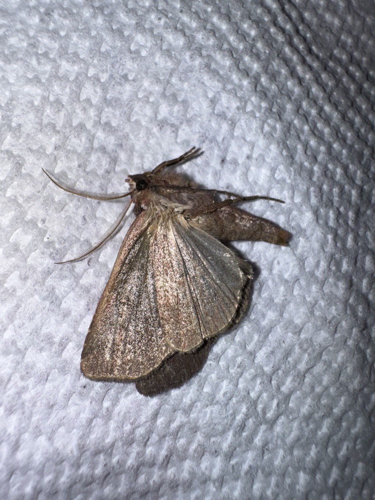 JSR Beautiful Noctuid Moth #4