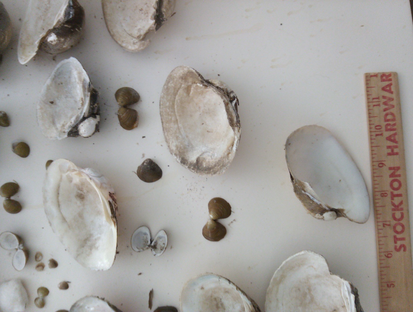 Lot Of Mississippi River Clam Shells,Mother of Pearl,Crafts,Aquariums