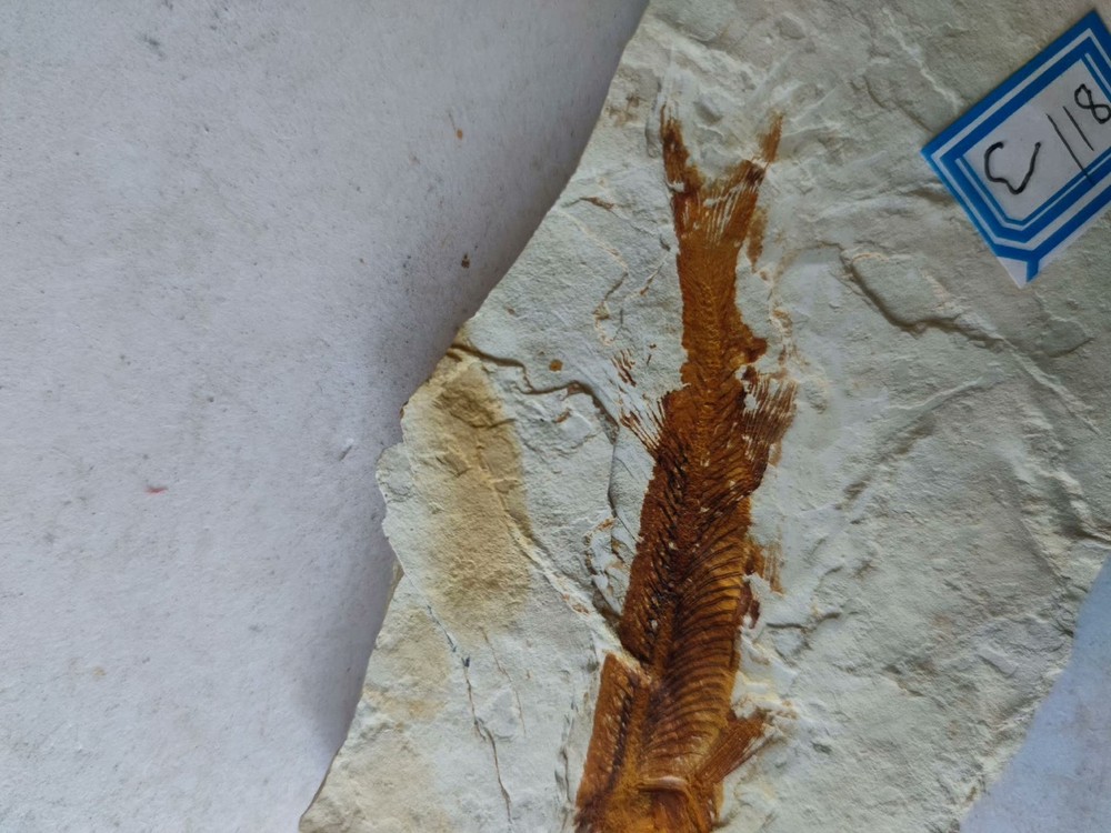 Unique and authentic fish fossils A03