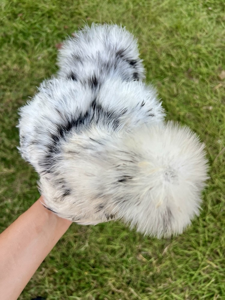 12+ Bearded Paint Silkie Hatching Eggs NPIP/AI clean