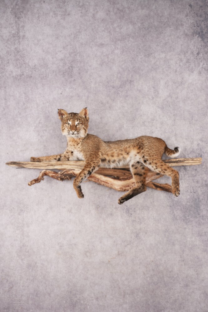 Bobcat SKU 3231