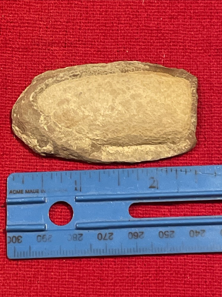 prehistoric Sea animals, Fossilized