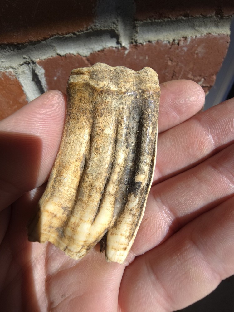 Horse Tooth