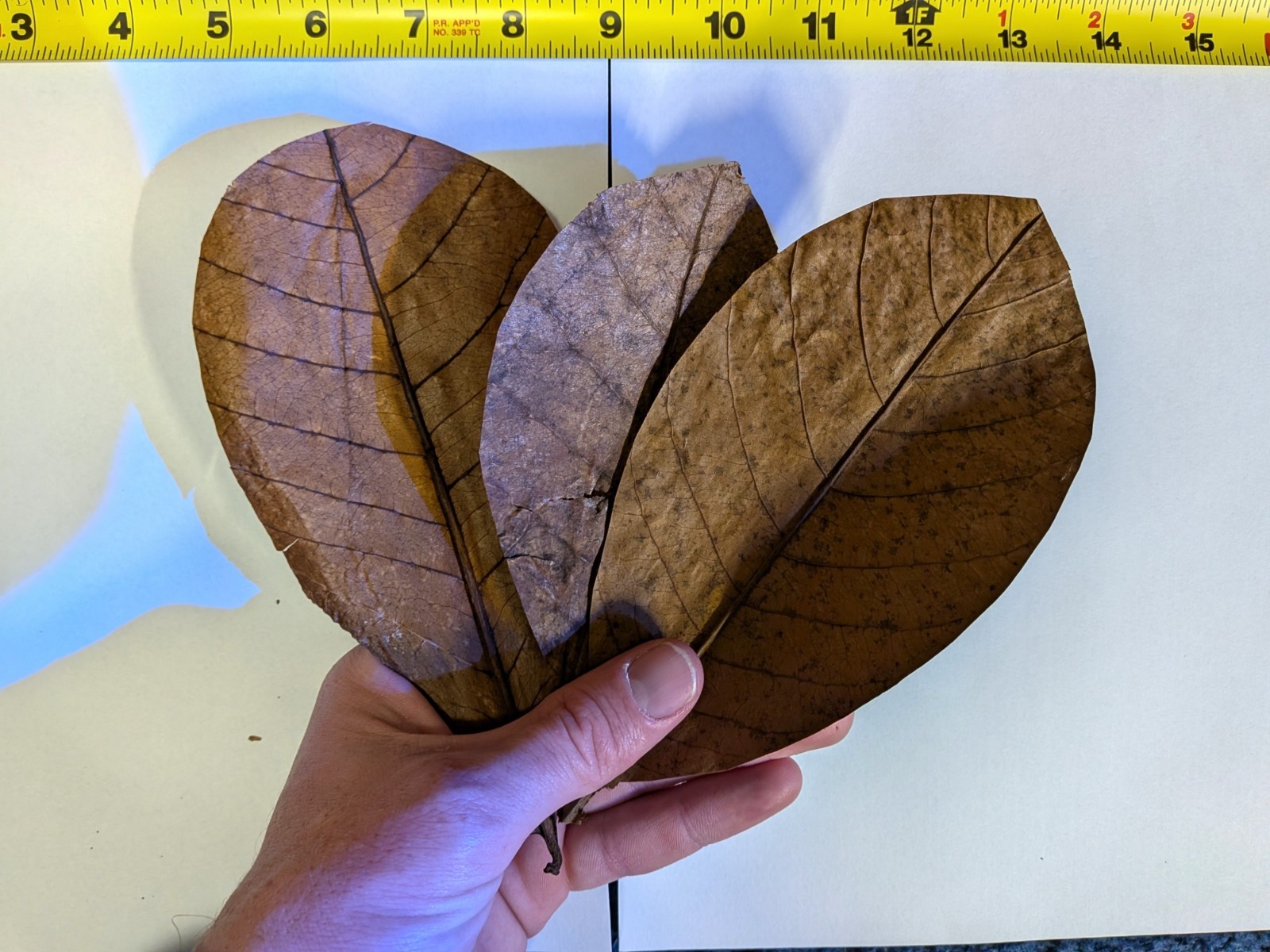 Indian Almond Leaf Large 6-8inch Cattapa For Aquariums 2-3-4-5 Pack