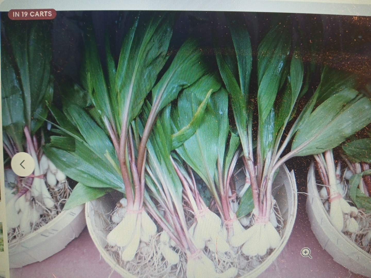 Wild Leeks / Ramps 2 Pound Gourmet Organic Spring Onion PRE ORDER DIGGING SOON