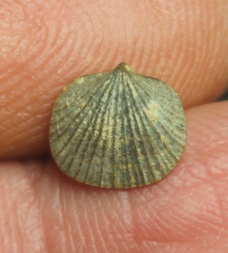 Biernatium fallax - Very rare Devonian fossil brachiopod