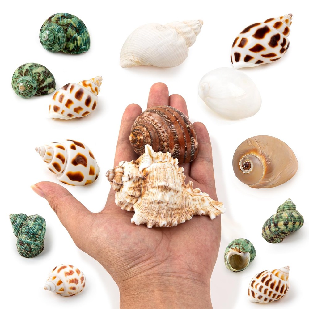 QEQEKAKA 15PCS Hermit Crab Shells (7 Types) Natural 15pcs 7types