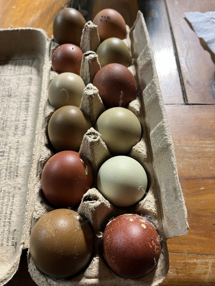 12 Olive And Dark Chocolate Egger Hatching Eggs