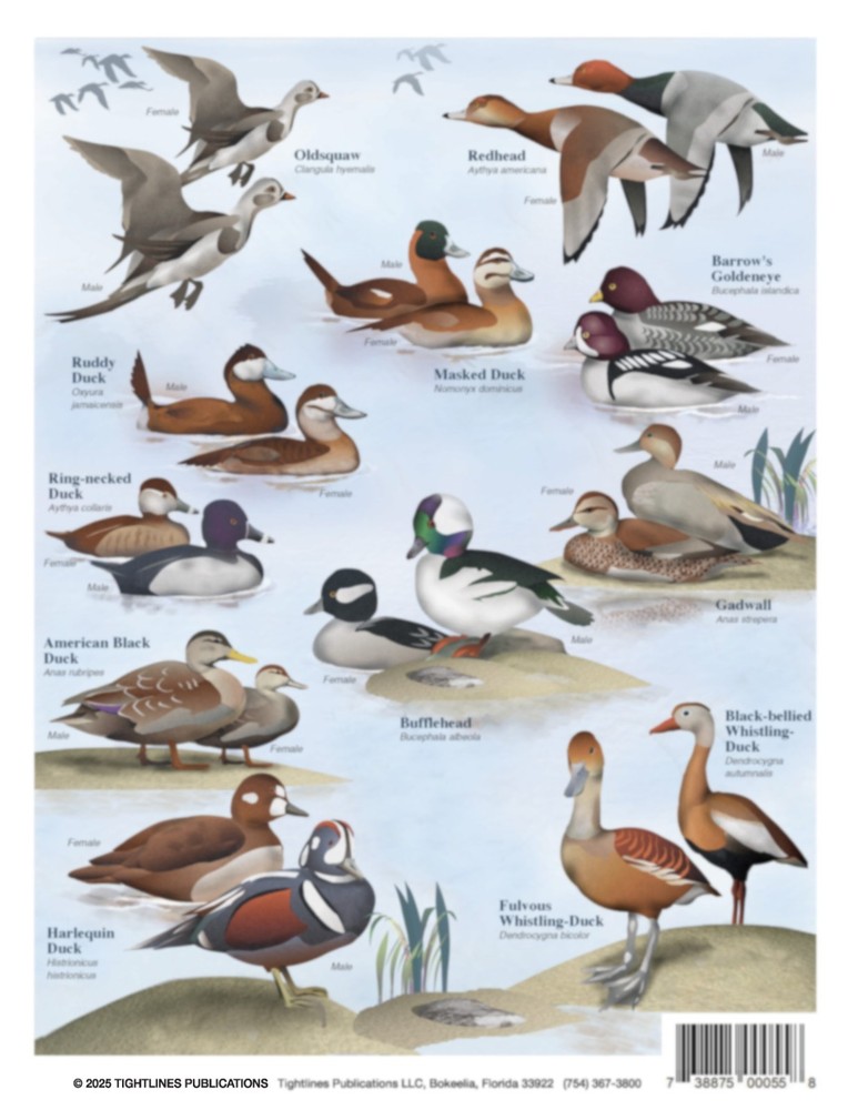 Duck Identification #1 - Waterproof Quick Reference Guide